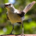 Mocking bird 
