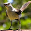 Mocking bird 