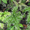 fern?
