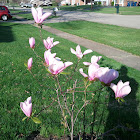 Chinese magnolia