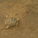 Leopard tortoise