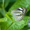 Striped Albatross