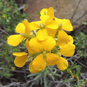 Western Wallflower