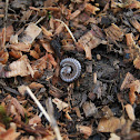 Millipede