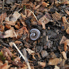 Millipede