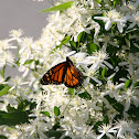 Monarch Butterfly