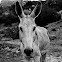 donkey