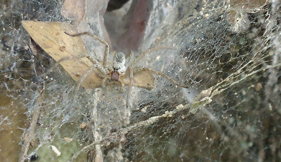 Spotting Image 1