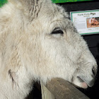 Donkey