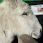 Donkey