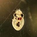 Polvo de rocha (gl), Pulpo de roca (es), Common octopus (uk)