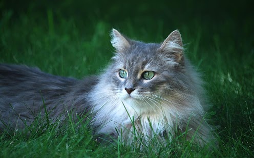 How to download Cats Wallpapers HD 30.0 unlimited apk for android
