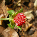Wild Strawberry