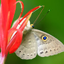 Blue-winged Eurybia