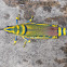 Painted Grasshopper