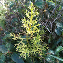Wawae'iole (Staghorn Clubmoss)