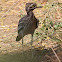 Indian Stone Curlew