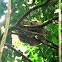 Two toed sloth