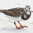 Ruddy Turnstone