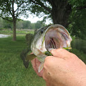 Largemouth Bass