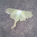 lunar moth