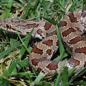 Prairie kingsnake