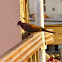 Laughing Dove
