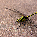 Clubtail Dragonfly