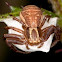 Xysticus ulmi