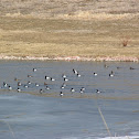 Lesser Scaup
