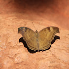 Chocolate Pansy