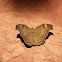 Chocolate Pansy