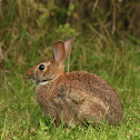 Eastern Cottontail