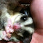 Sugar Glider