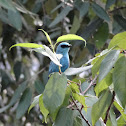 Verditer Flycatcher