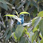 Verditer Flycatcher