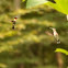 Ruby-Throated Hummingbird