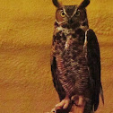 Great Horned Owl