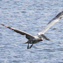 Brown Pelican