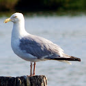 American Herring Gull
