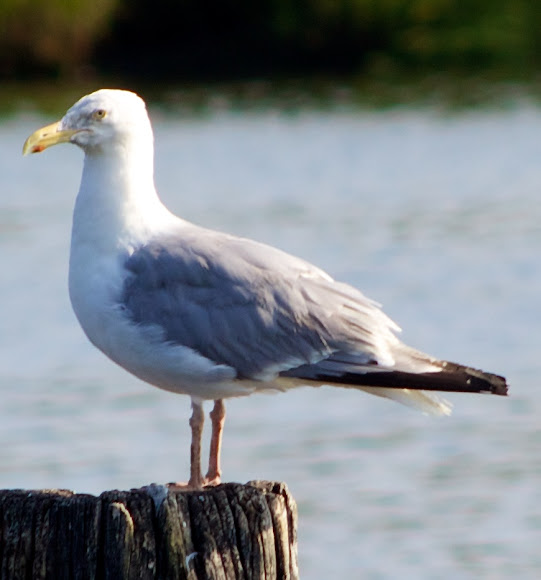 Spotting Image 1