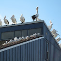 Pelican
