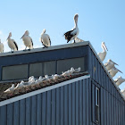 Pelican