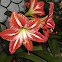Lily / amarillis
