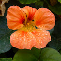 Capuchina (ES) Nasturtium (EN)