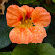 Capuchina (ES) Nasturtium (EN)