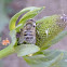 Hoverfly