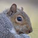 Eastern Gray Squirrel