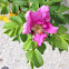 Rugosa Rose