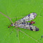 Common scorpionfly (male)